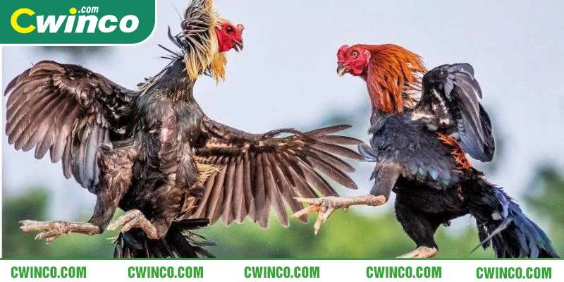 Sân chơi chọi kê tại Cwin với nhiều tính năng đặc sắc